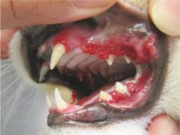 Rapamycin for Your Cat with HCM