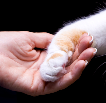 Felycin or rapamycin dosing for cats