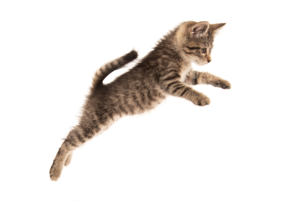 Rapamycin for Your Cat with HCM