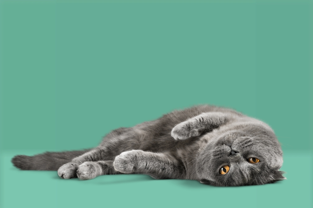 Felycin or Rapamycin for Your Cat with HCM