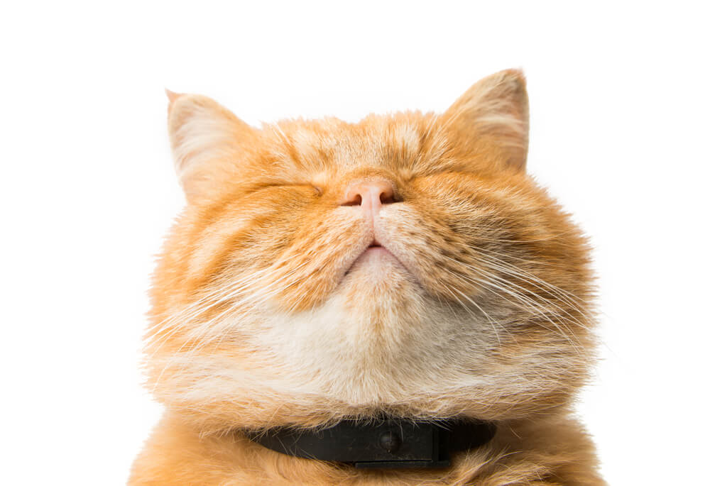 Muscle loss in cats